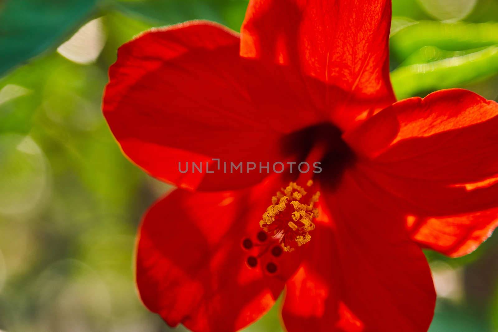 Red Hibiscus flowers China rose,Chinese hibiscus,Hawaiian hibiscus in tropical garden of Tenerife,Canary Islands,Spain.Floral ba. Ckground.Selective focus by peerapixs