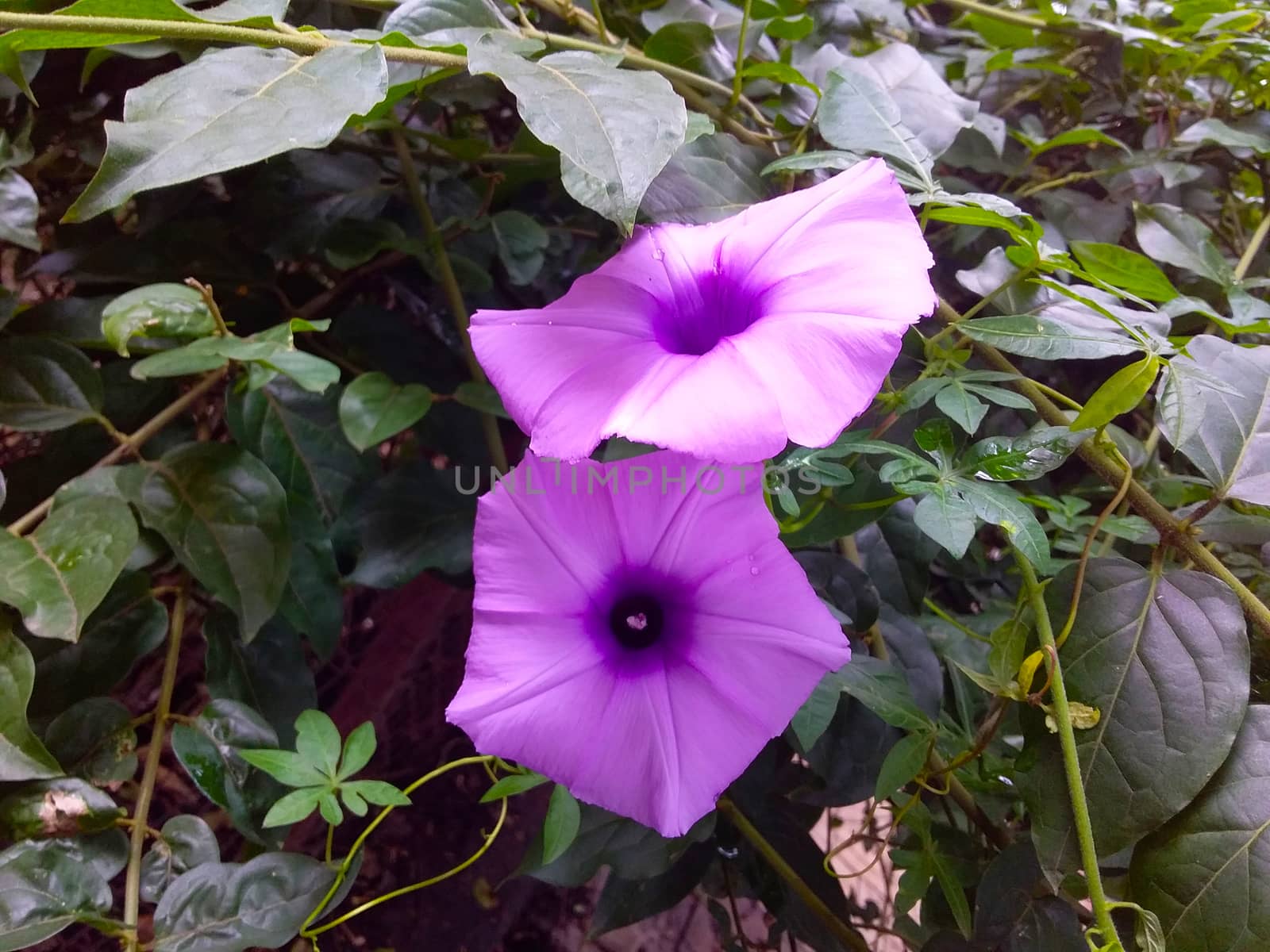 some flowers in the bush