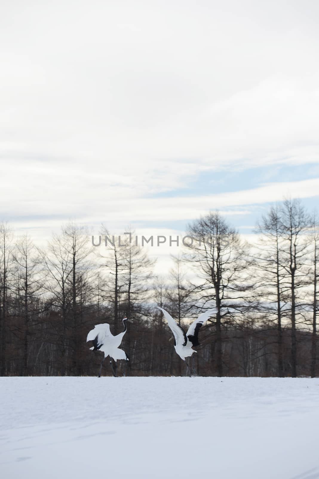 Japanese crane in Hokkaido