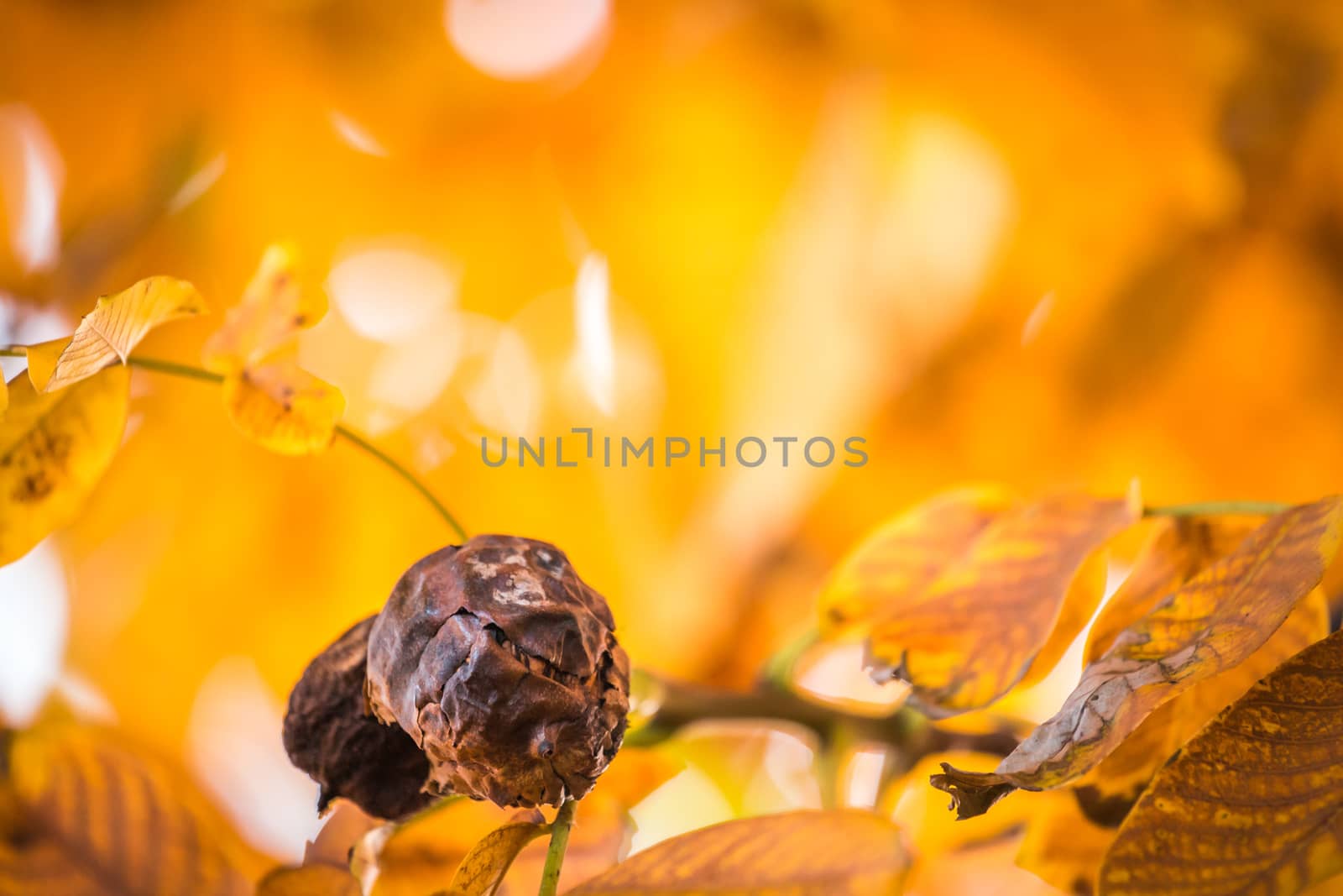 Old brown or black walnuts, on branch of tree with yellow orange leaves close-up with rays of bright sun. Concept of growing. End of season. Rotten nut. by petrsvoboda91