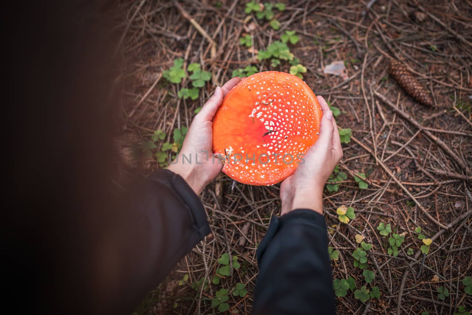 huge red amanita in the forest. big as hand.
