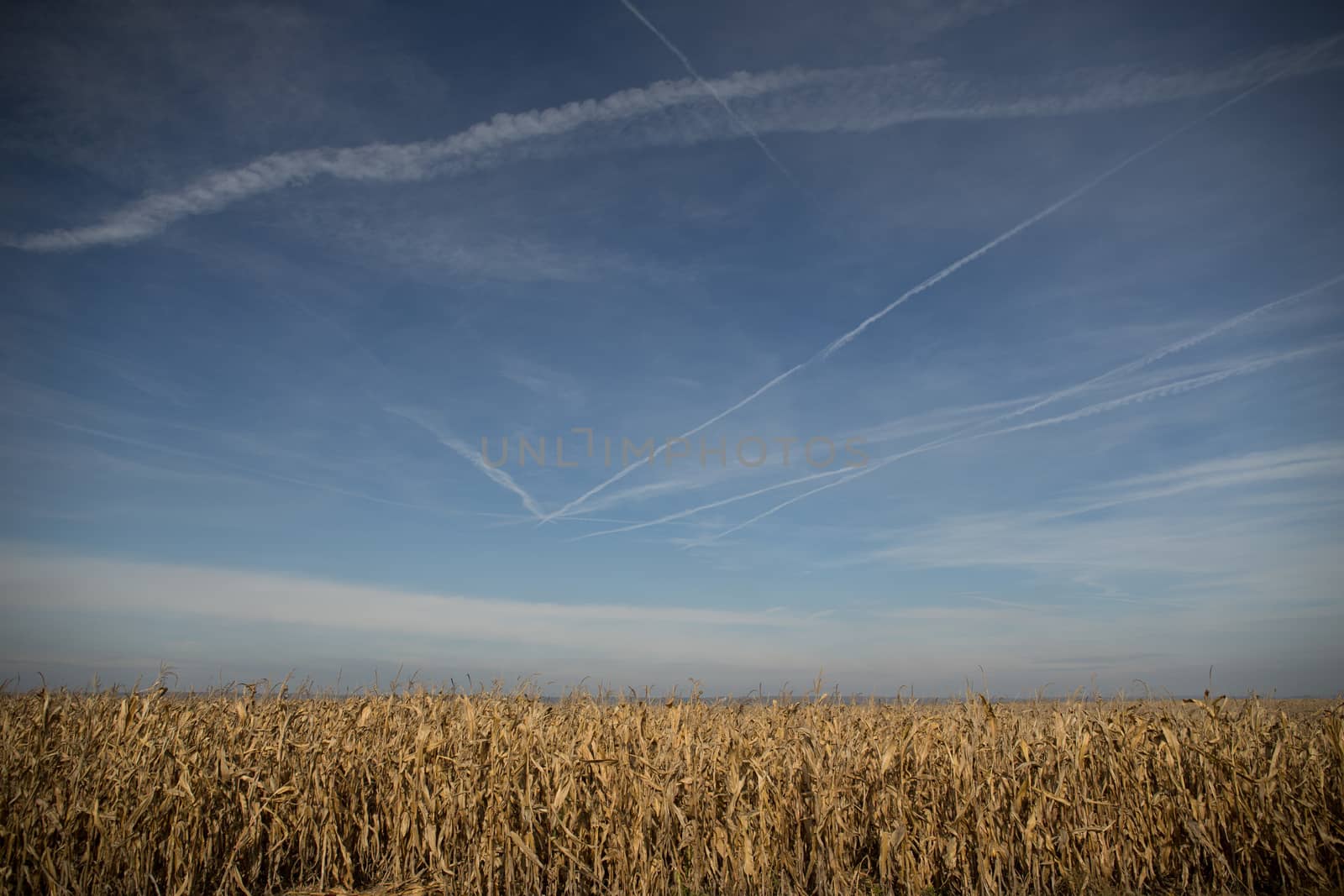 Ripe Maize Corn Field Plantation In Summer Agricultural Season. Skyline Horizon, Blue Sky Background.