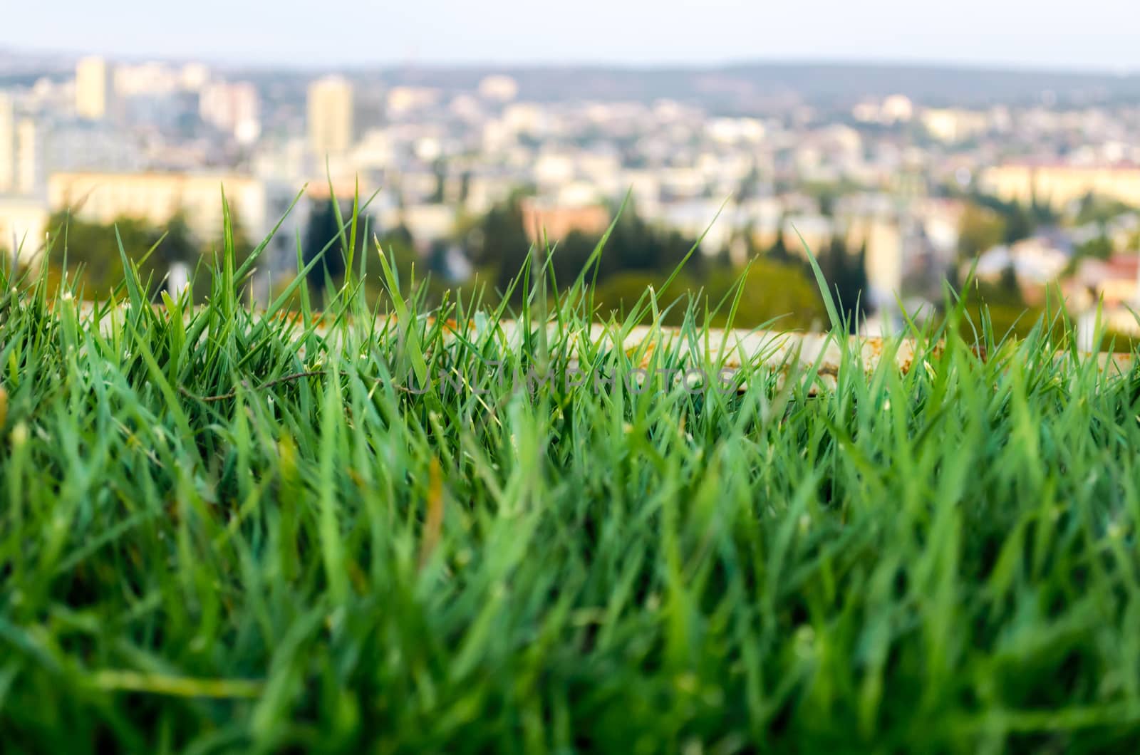 lawn with fresh green grass close up and the city in the background