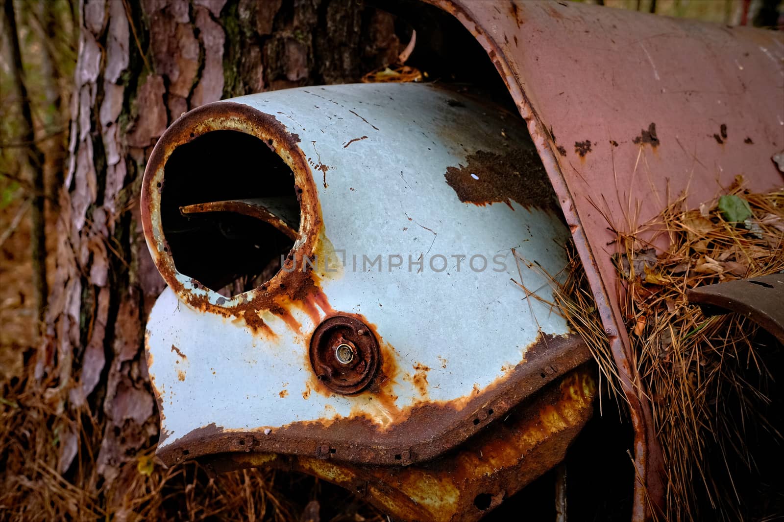 Fender and Tail LIght into Tree in an old junkyard
