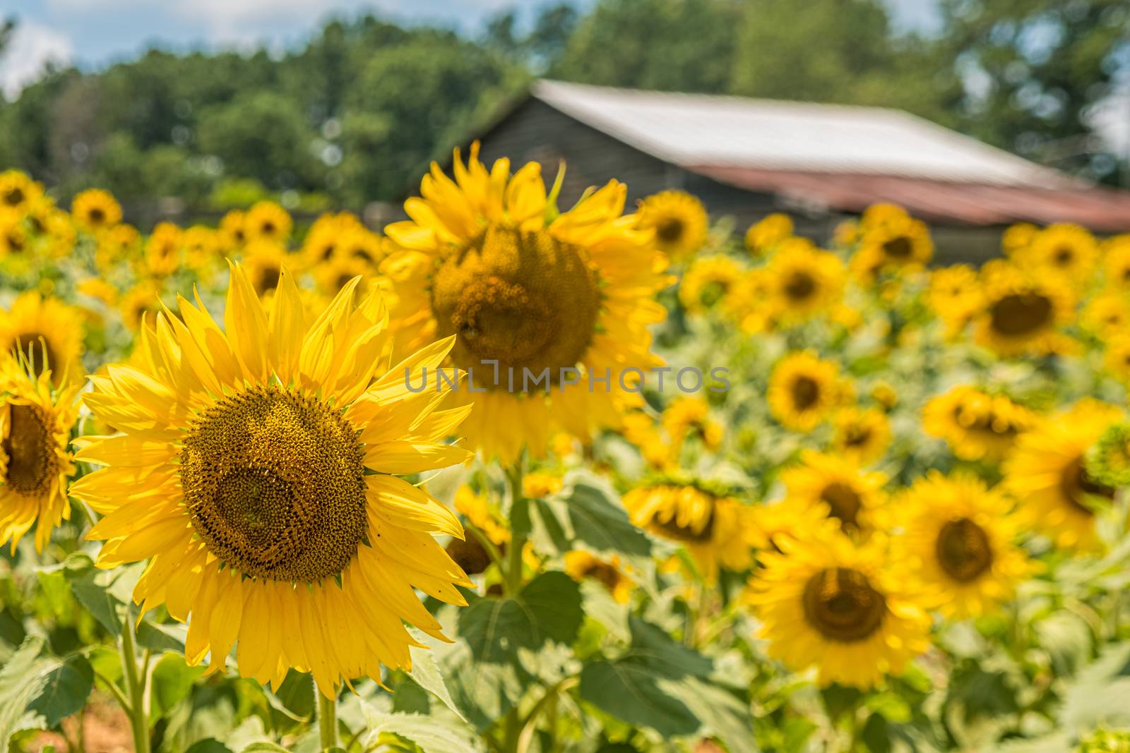 An image from a beutiful summer field full of bright yellow and green sunflowers