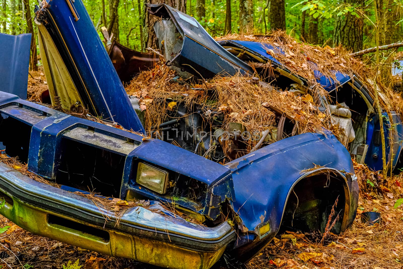 Old Wrecked Car in the Woods by dbvirago