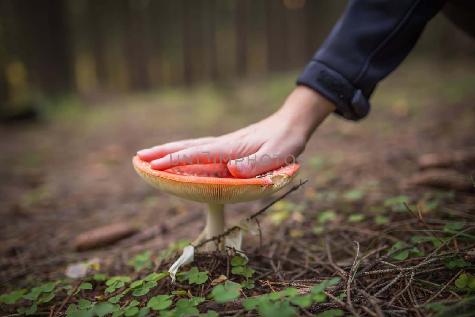 huge red amanita in the forest. big as hand.