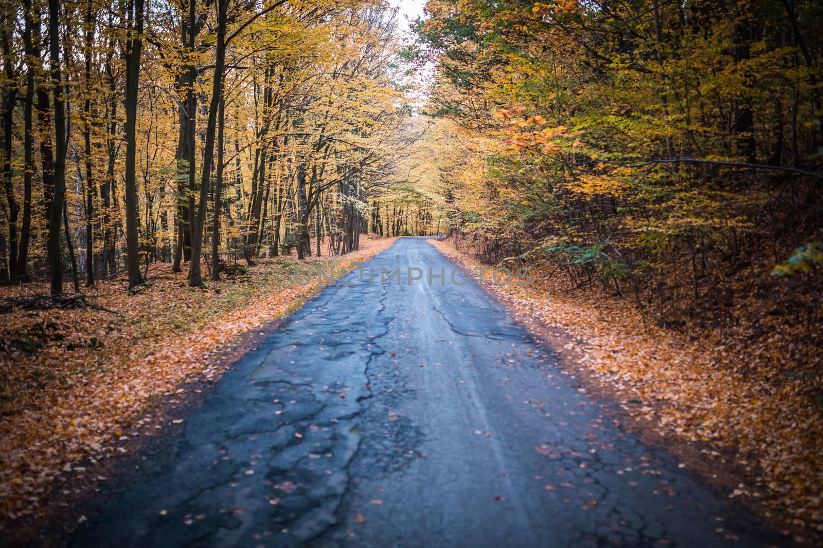 Beautiful autumn forest with road. Useful as backgroud.