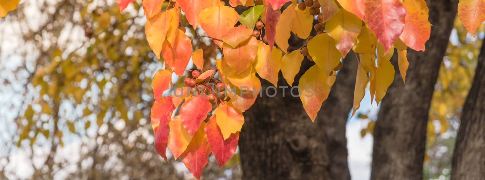 Panorama view fall colors on Bradford pear tree leaves and fruits with combinations of green, orange, yellow, red. Beautiful changing season and autumn background in Texas, America.