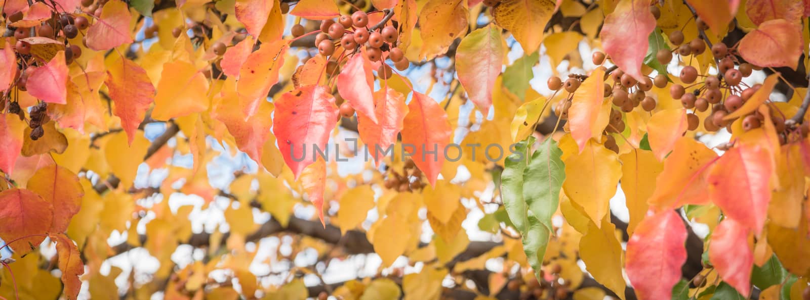 Panoramic green, orange, yellow, red fall leaves color of Bradford pear or Pyrus calleryana tree by trongnguyen