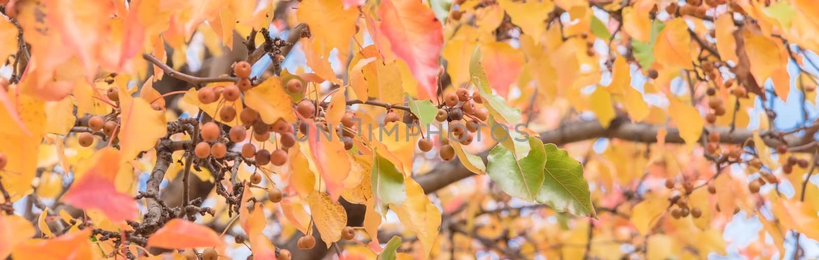 Panorama view fall colors on Bradford pear tree leaves and fruits with combinations of green, orange, yellow, red. Beautiful changing season and autumn background in Texas, America.