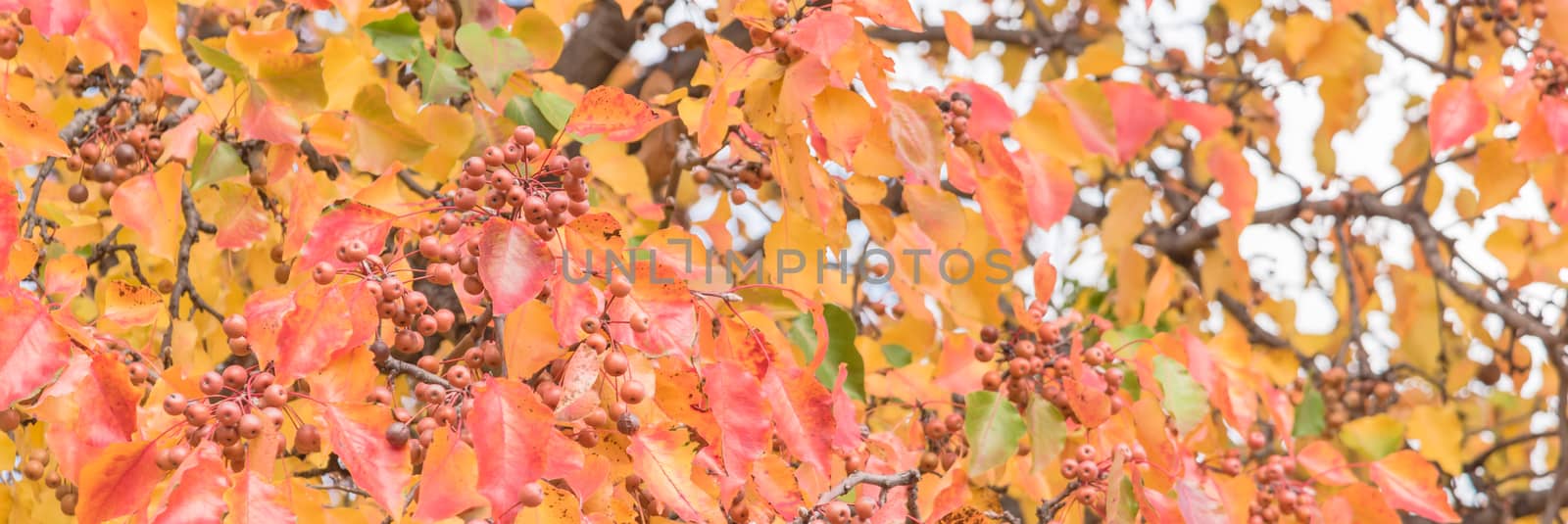 Panorama view fall colors on Bradford pear tree leaves and fruits with combinations of green, orange, yellow, red. Beautiful changing season and autumn background in Texas, America.
