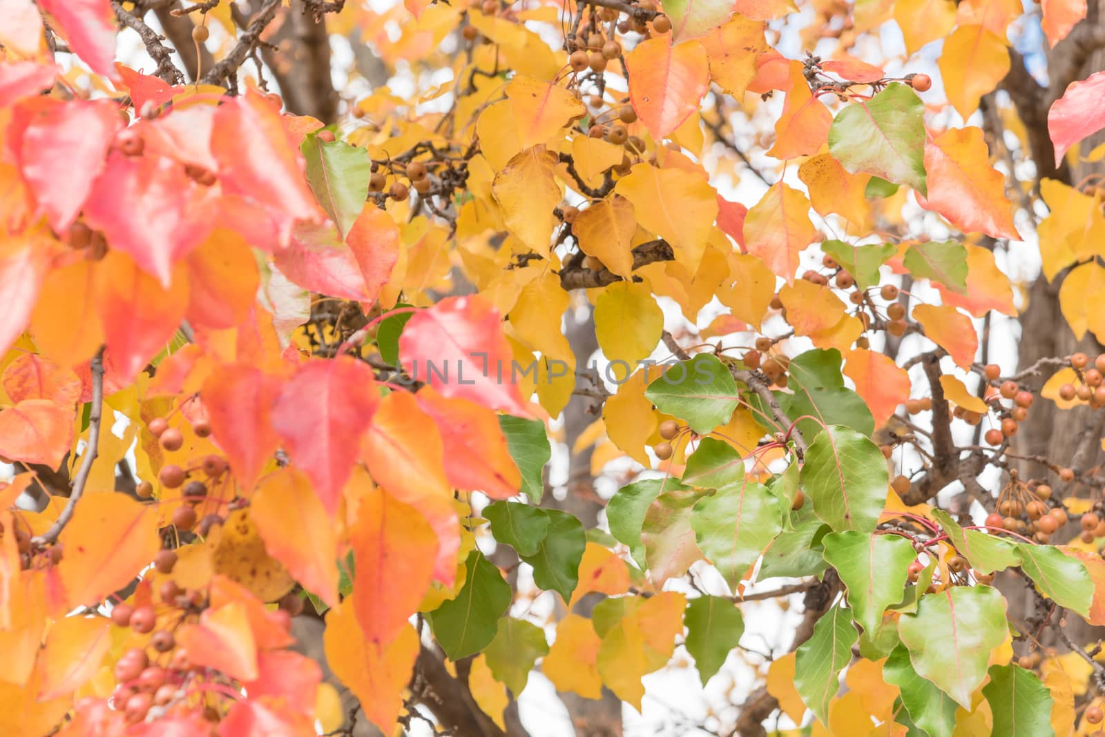 Shallow DOF green, orange, yellow, red fall leaves color of Bradford pear or Pyrus calleryana tree by trongnguyen