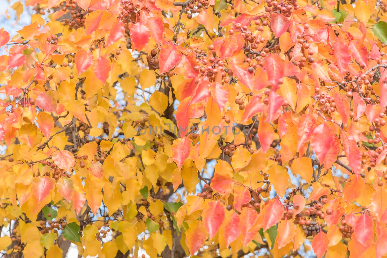 Green, orange, yellow, red fall leaves color of Bradford pear or Pyrus calleryana tree in America by trongnguyen