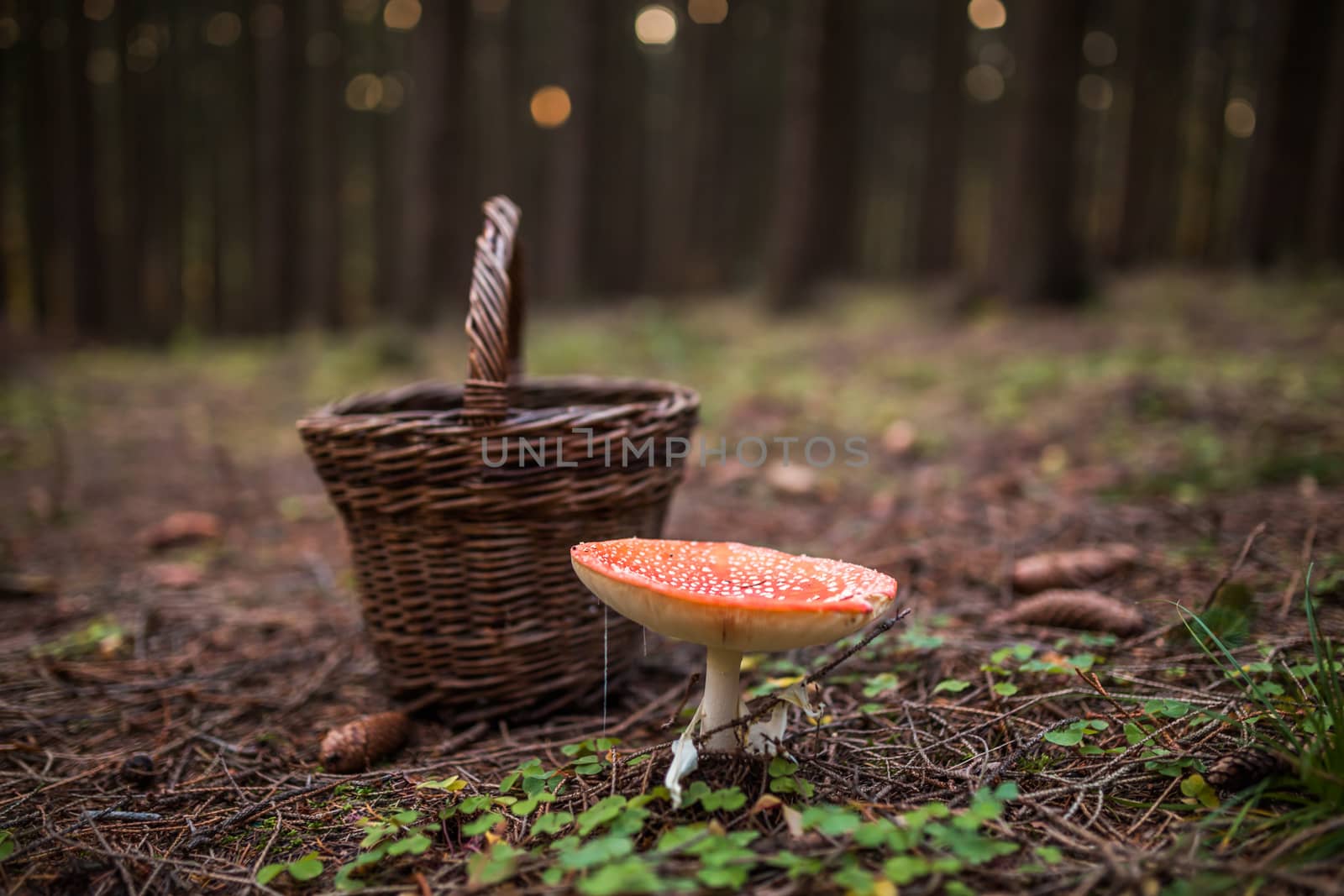 Poisonous mushroom Amanita muscaria next to basket in forrest, concept of mushroom hunter. Warning, inedible. by petrsvoboda91