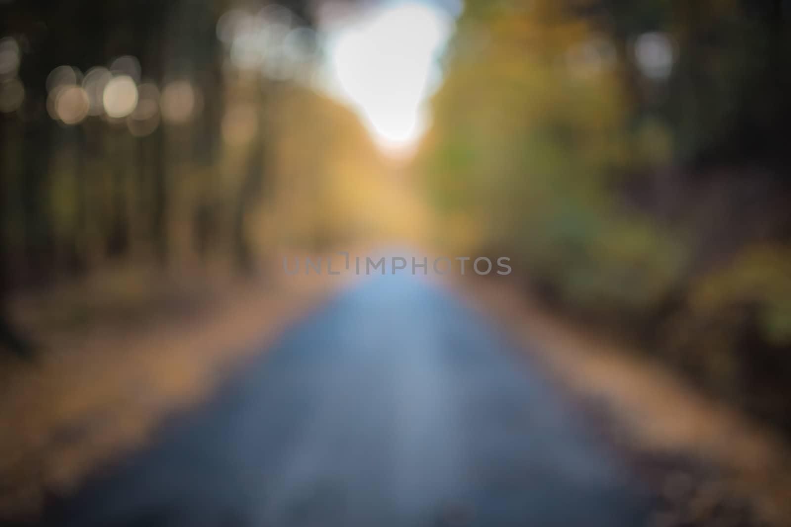 Beautiful out of focus autumn forest with road and sunlight. Useful as backgroud.