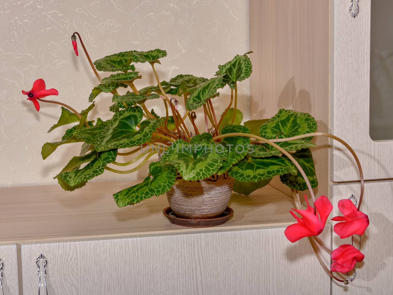 Patterned green leaves of Persian cyclamen in a flower in a beautiful pot
