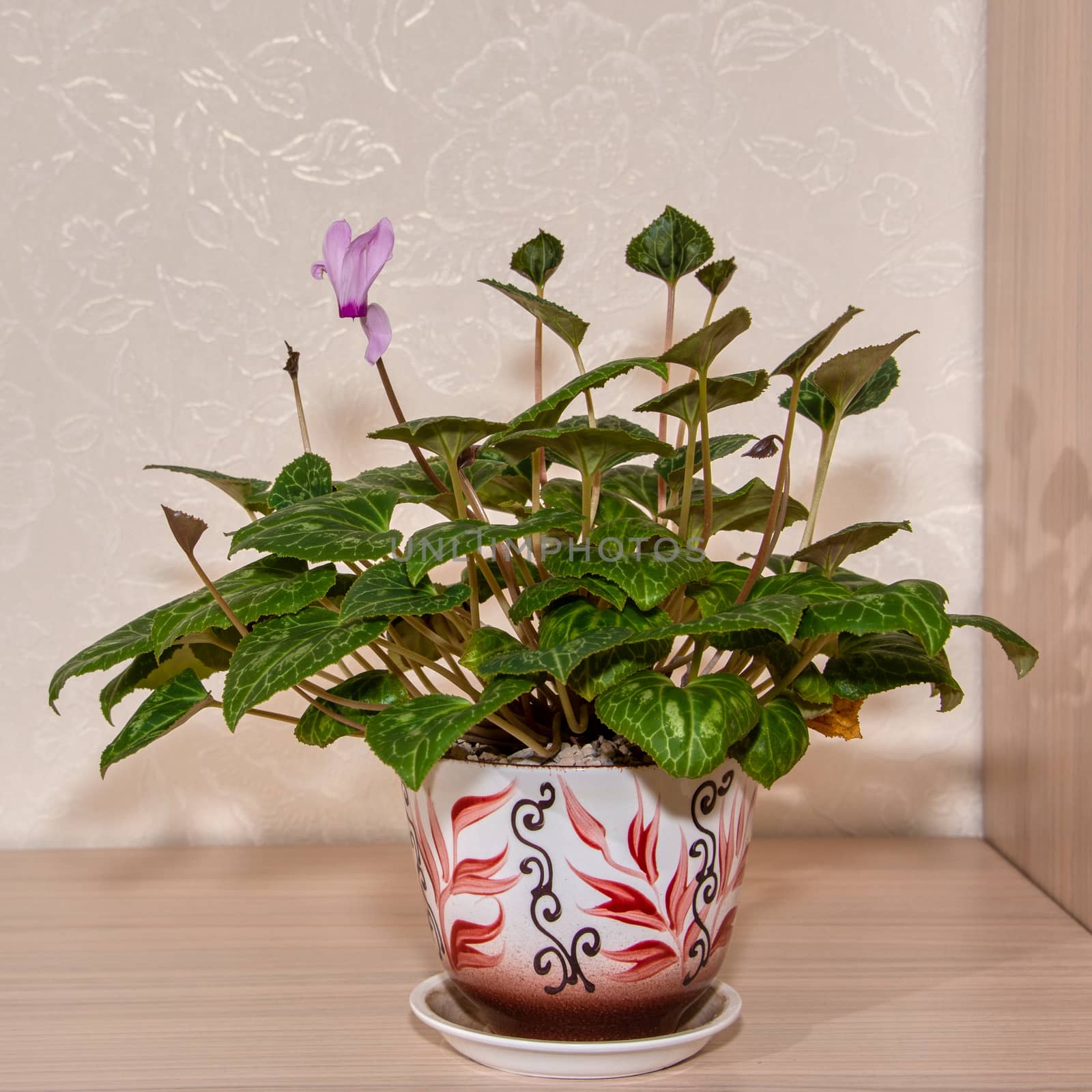 Patterned green leaves of Persian cyclamen in a flower in a beautiful pot