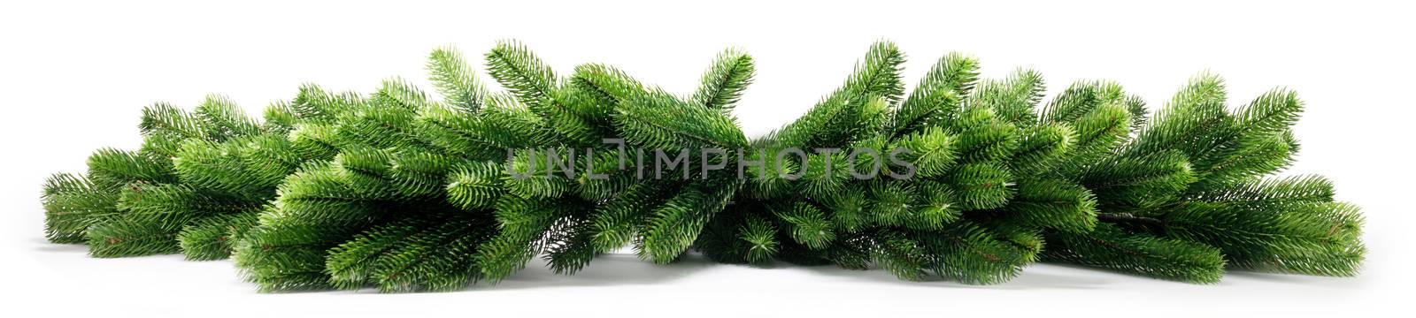 Natural fir Christmas tree branches isolated on white background , stripe, border, frame design element for Christmas card