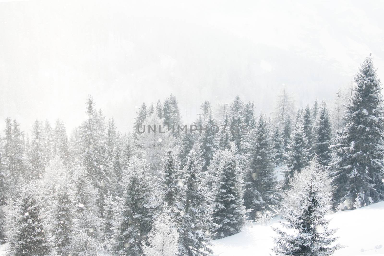 Winter landscape with mountain forest of snow covered trees