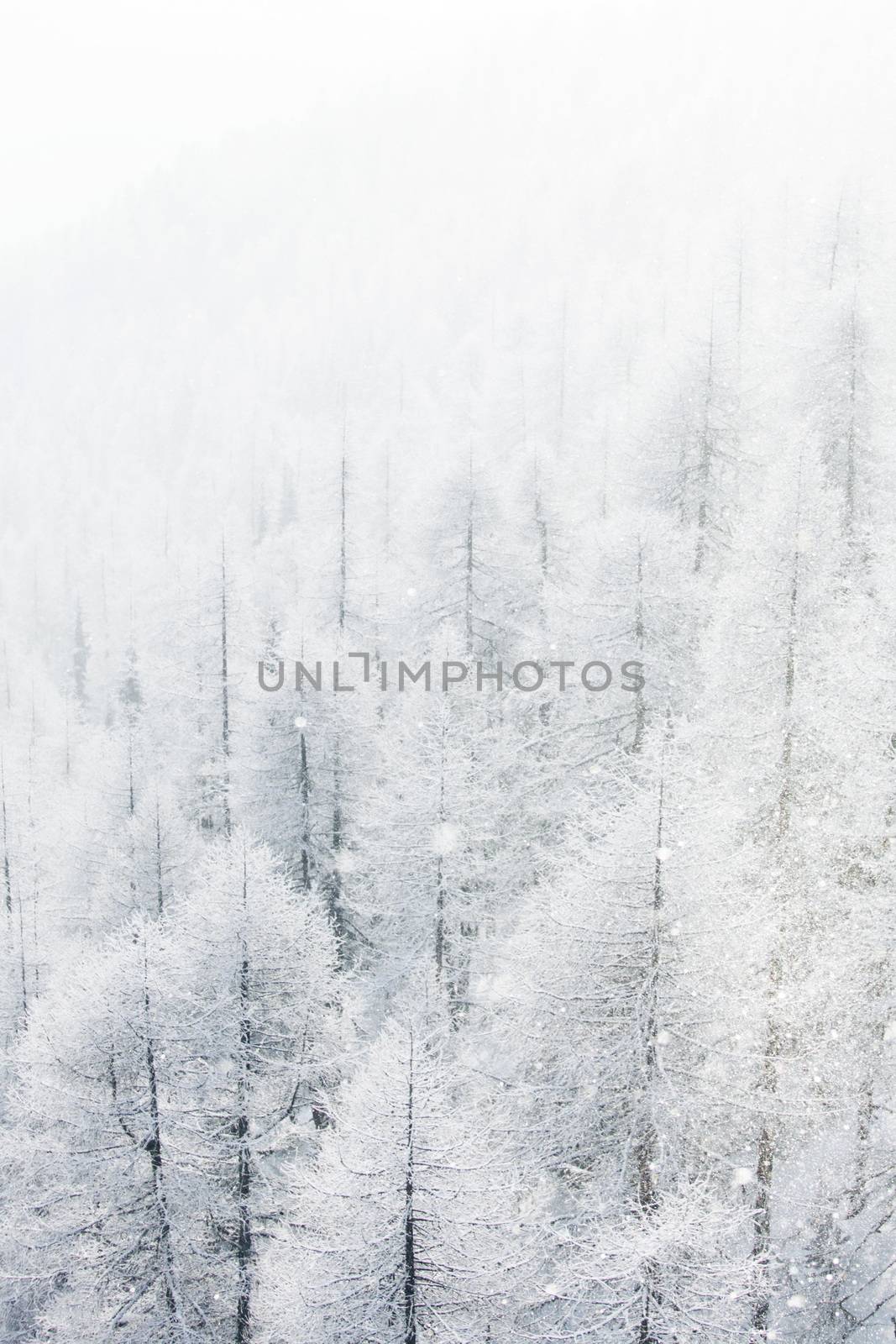 Winter landscape with mountain forest of snow covered trees