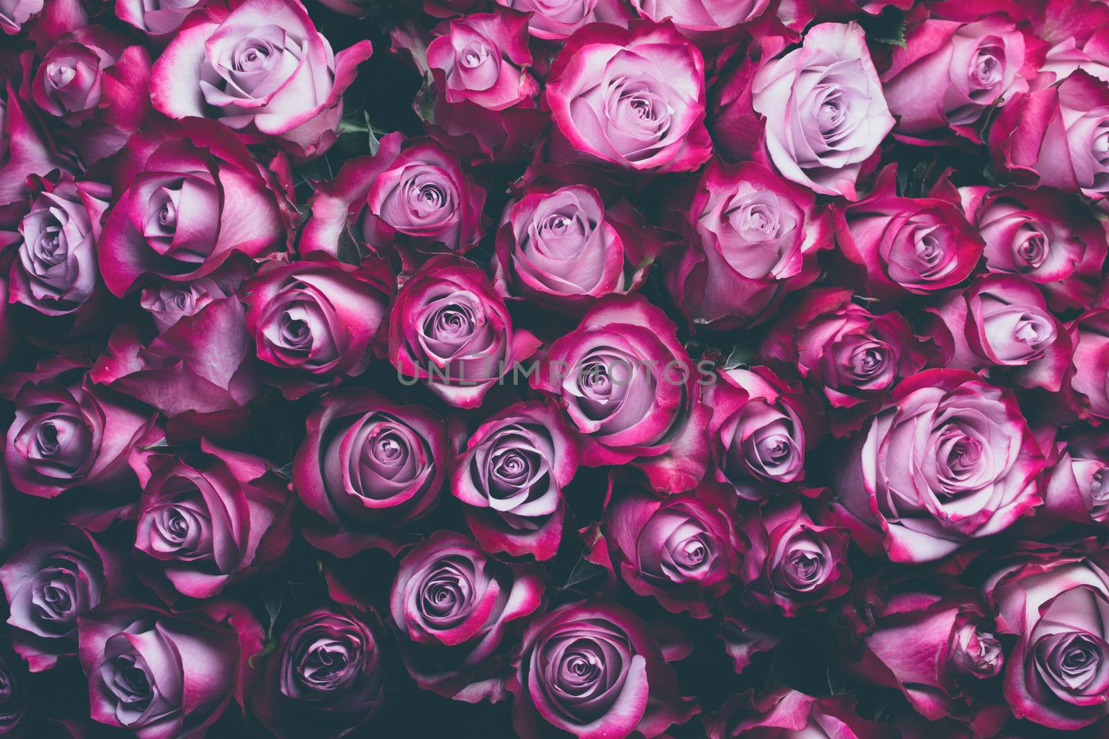 Pink rose flowers background with copy space for text