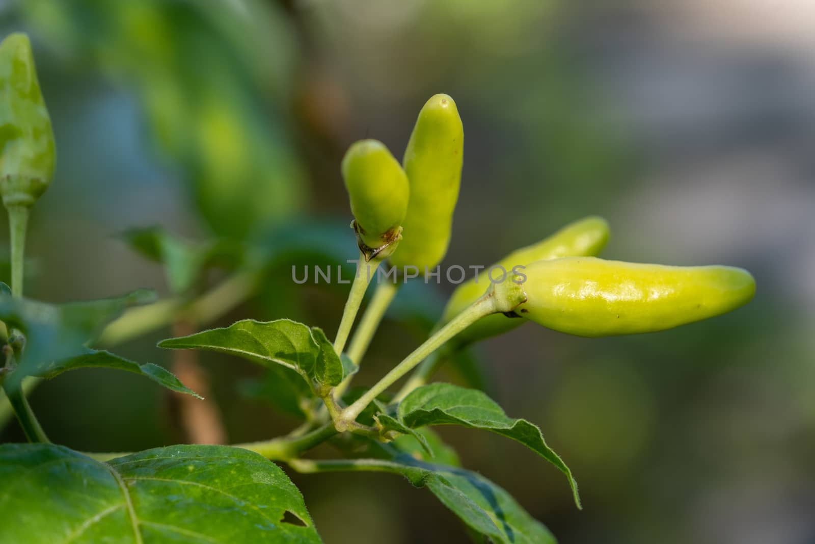 Select focus Close up shot of a green chilli tree in the garden by peerapixs