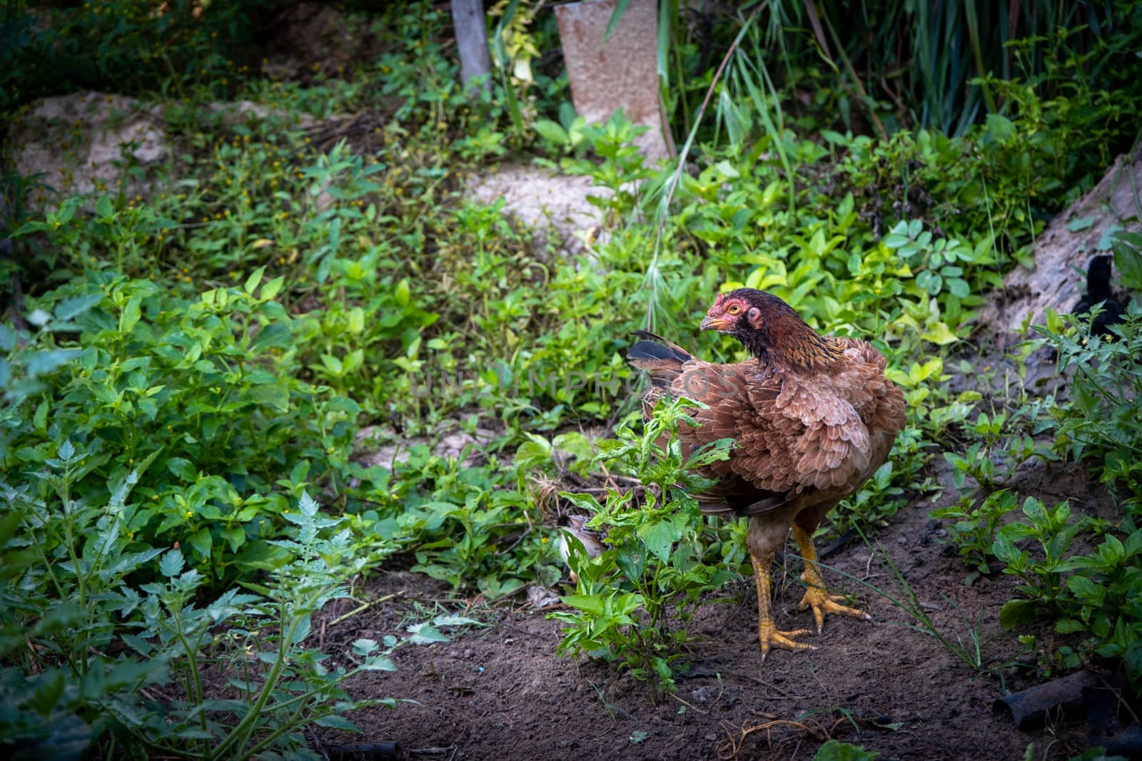 Brown hen chicken standing in field use for farm animals, livest. Cock domestic pets animals by peerapixs