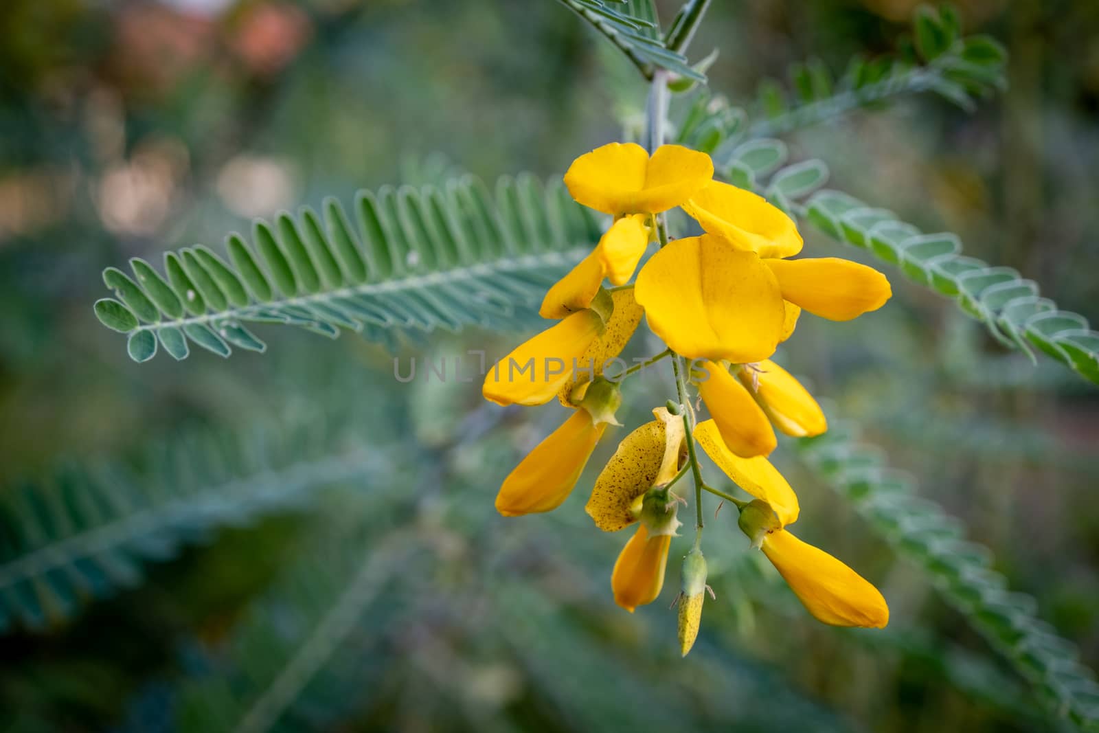 Yellow Sesbania bloom flower can be used to make food and desserts by peerapixs