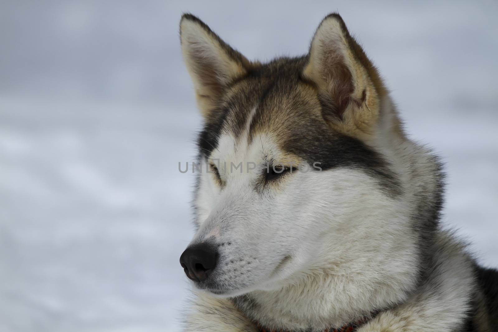 very beautiful portrait of a husky dog brown