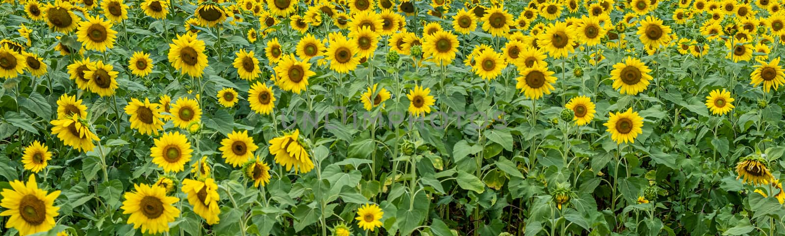 Sunflower Panorama by dbvirago