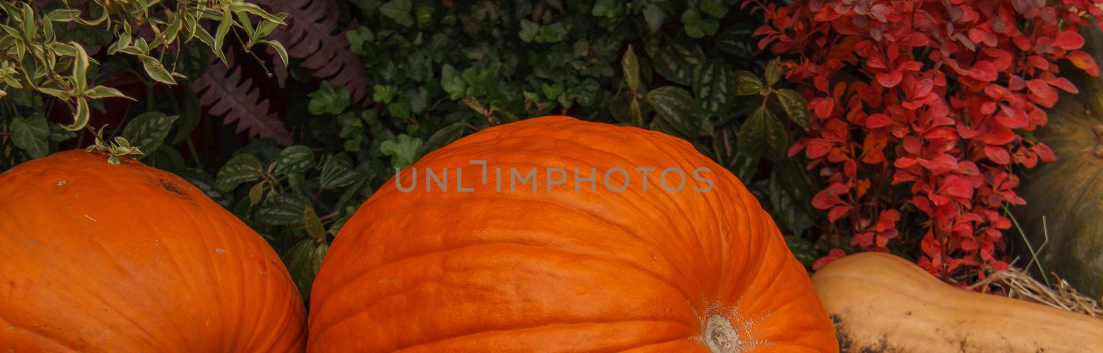 lots of pumpkins at outdoor farmer's market, autumn pumpkin decor for thanksgiving