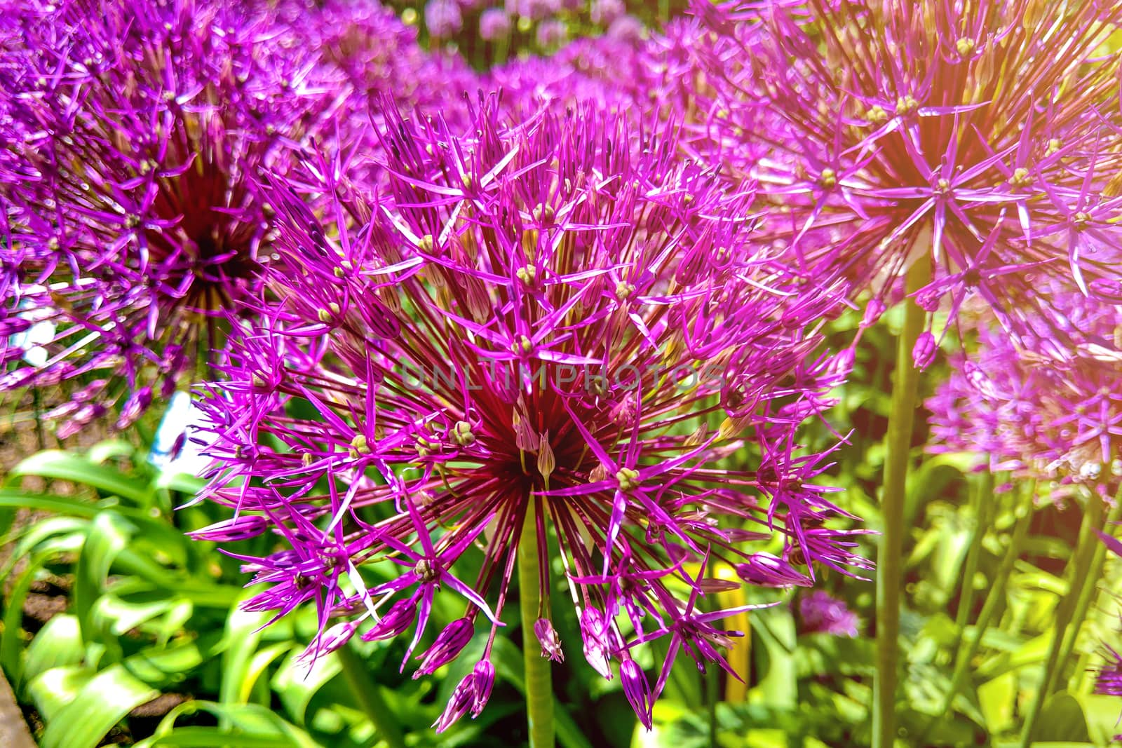 Allium Giganteum blooming. Few balls of blossoming Allium flowers. Beautiful picture with Alliums for the gardening theme