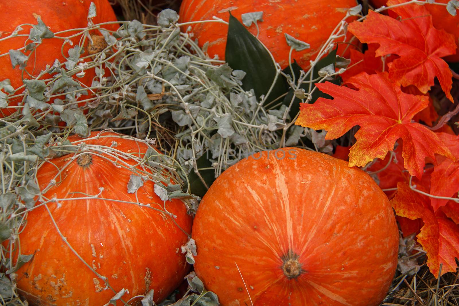 a lot of mini pumpkin at outdoor farmers market by bonilook