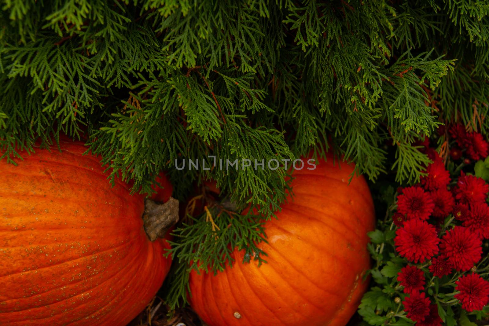 a lot of mini pumpkin at outdoor farmers market by bonilook