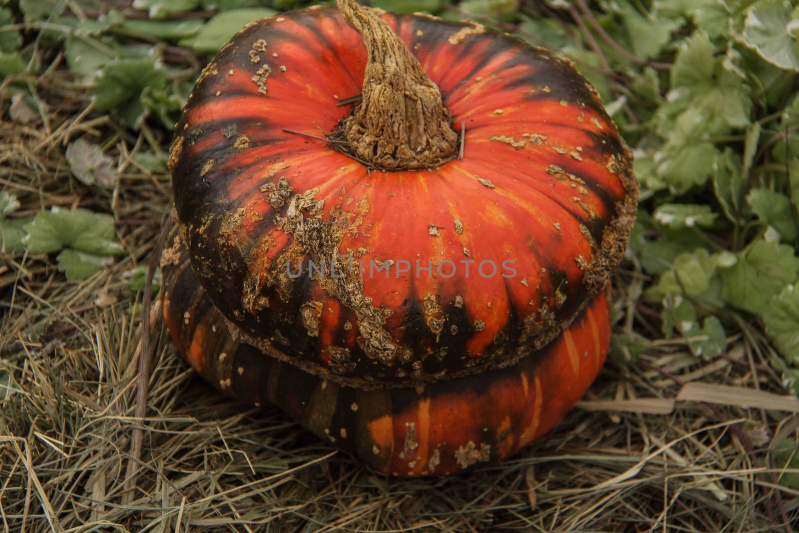 Holiday decor, pumpkin for thanksgiving by bonilook