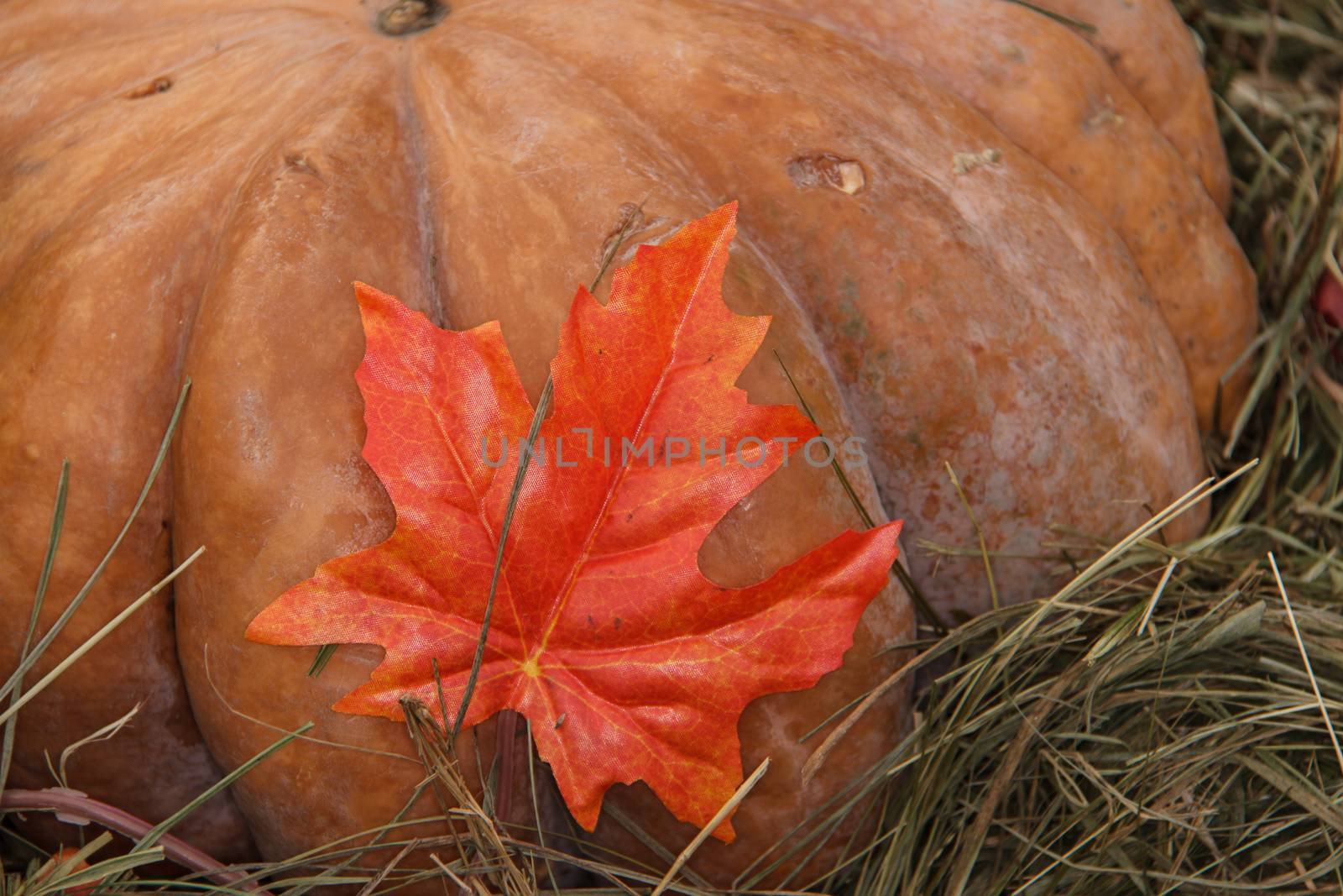 Holiday decor, pumpkin for thanksgiving by bonilook