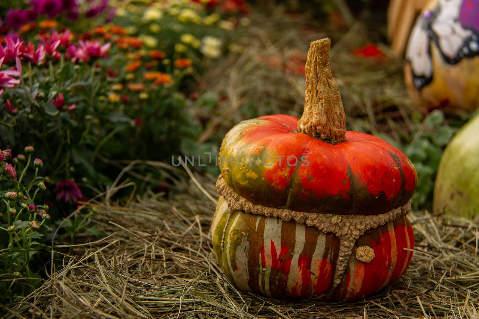 Pumpkin unusual shape and colors suitable to decorate the thanksgiving holiday
