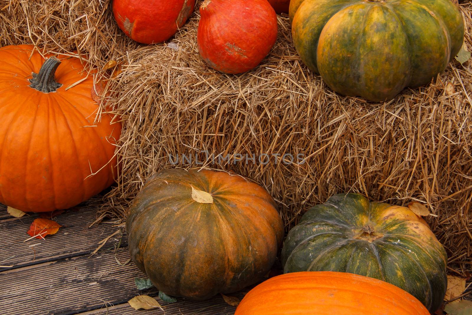 a lot of mini pumpkin at outdoor farmers market by bonilook