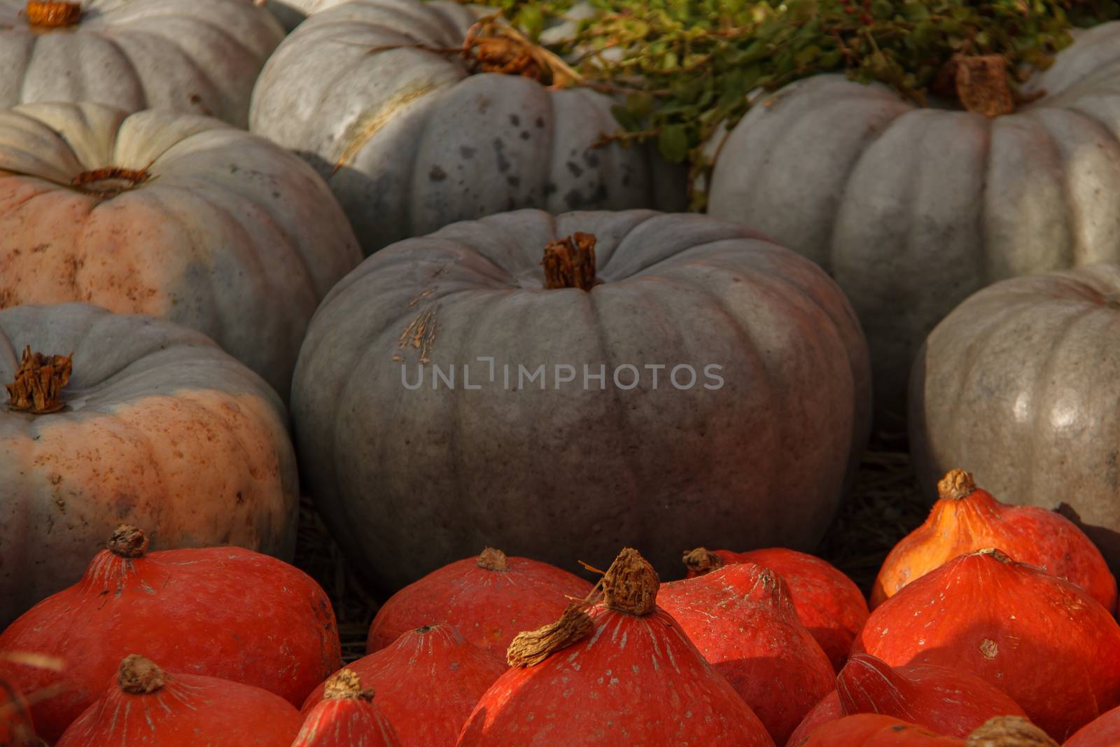 a lot of mini pumpkin at outdoor farmers market by bonilook
