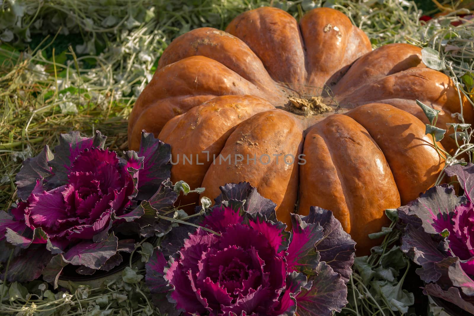 Pumpkin unusual shape and colors suitable to decorate the thanksgiving holiday