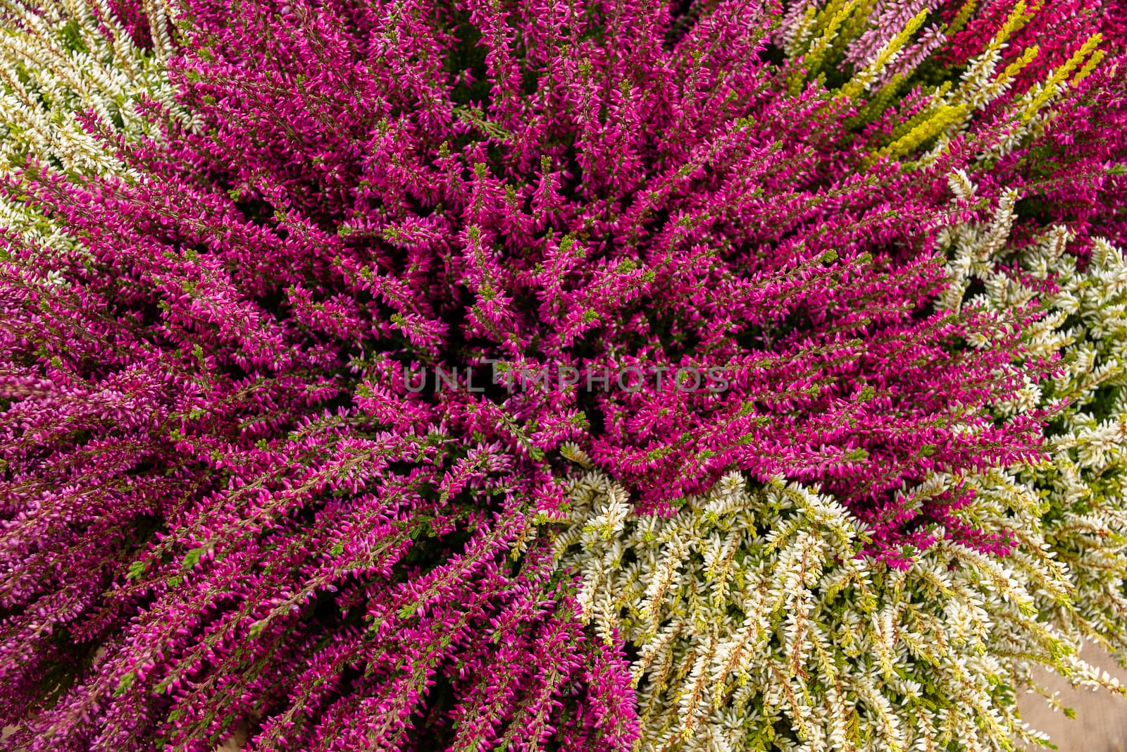 Heather flowers. Small violet flowers. vintage paper background. retro style. Closeup of the Pink Blossoms of an Italian heather, Mediterranean heather, or Darley heath, Bushy House Plant