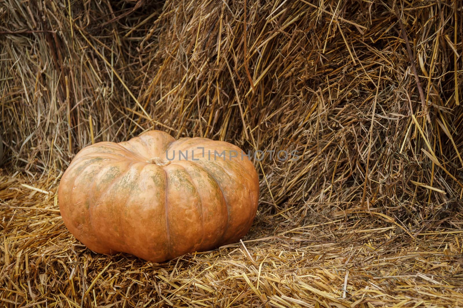 a lot of mini pumpkin at outdoor farmers market by bonilook