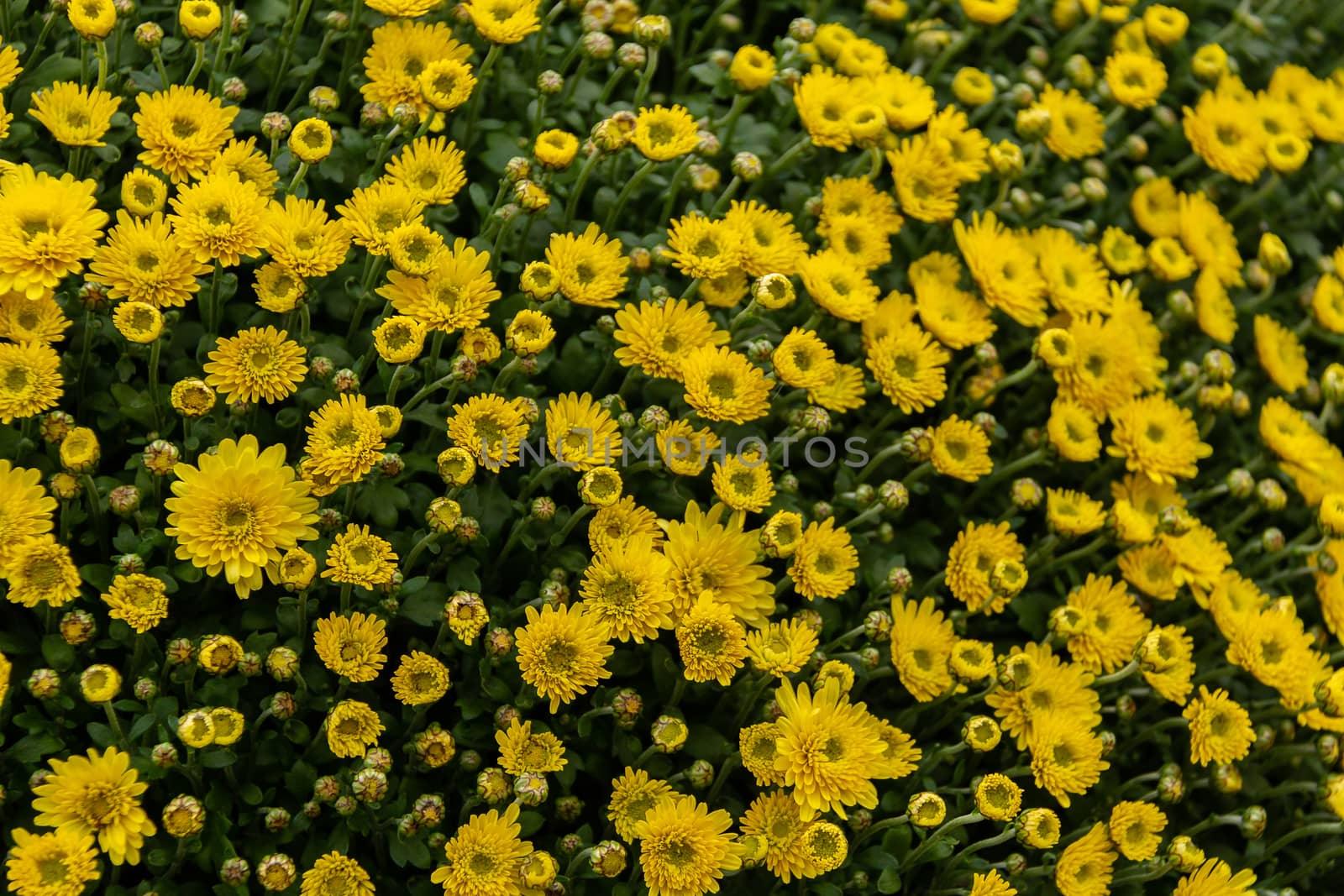 Colorful Autumn Mums or Chrysanthemums for flower background by bonilook