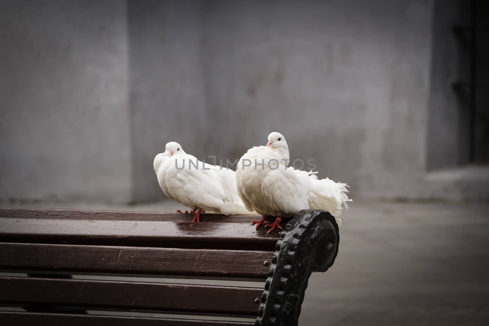 Two white pigeons sit side by side against the concrete walls. The concept of tenderness and care.