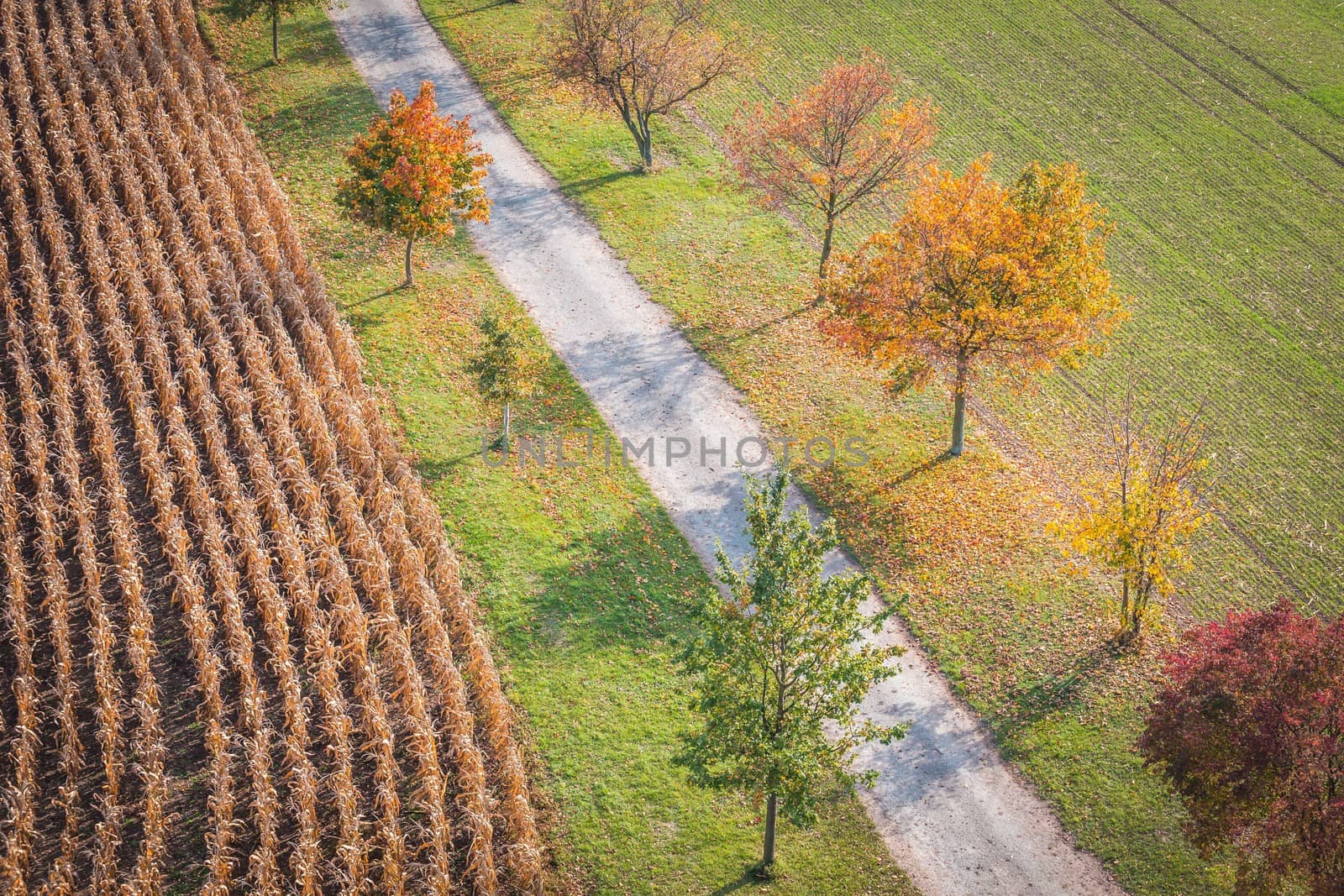 Aerial view of road with trees on a sunny day in autumn. Bohemian scenery with agriculture fields on its sides. by petrsvoboda91