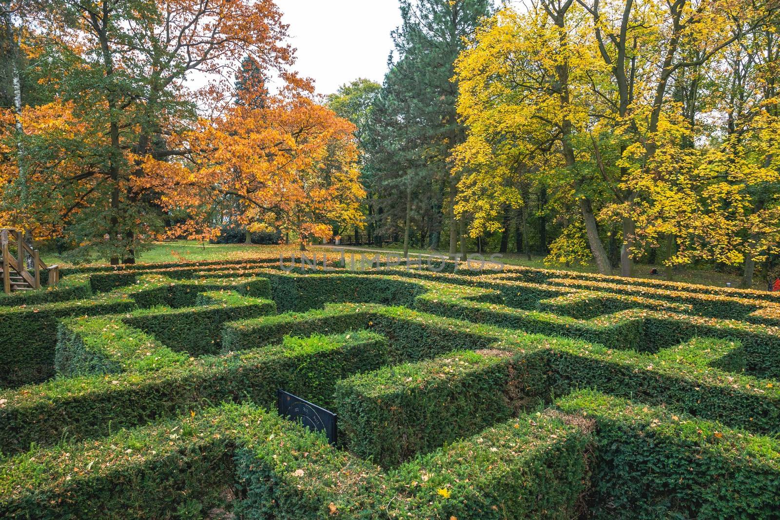Ornamental garden with hedges of buxus sempervirens as a labyrinth. Maze garden ner Loucen castle in Czech republic. by petrsvoboda91