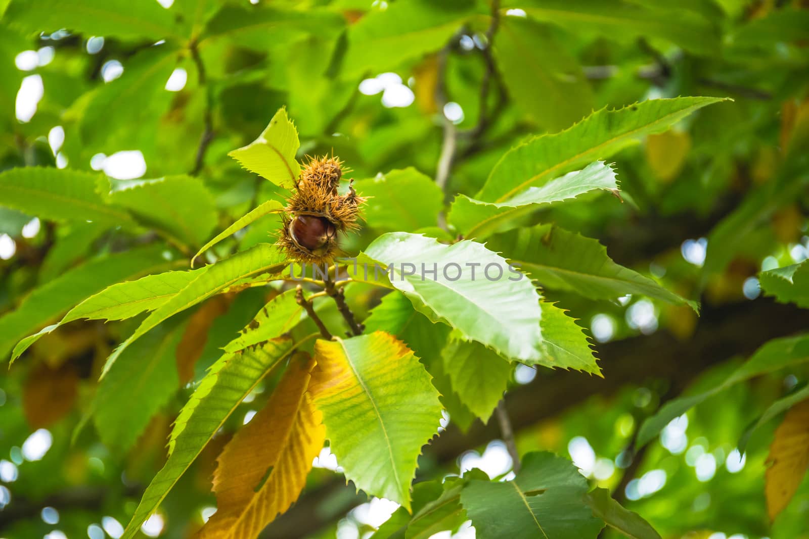 Nuts of Castanea sativa Miller, or sweet chestnut, is a species of flowering plant in the family Fagaceae. On a branch