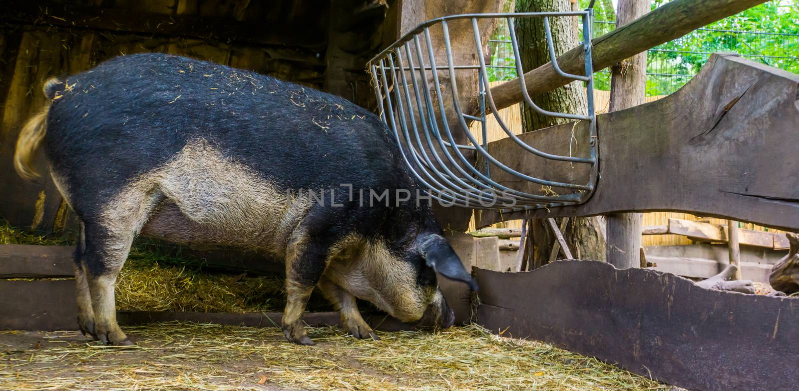 swallow bellied mangalitsa pig eating hay in the shed, domesticated cross breed from hungary by charlottebleijenberg