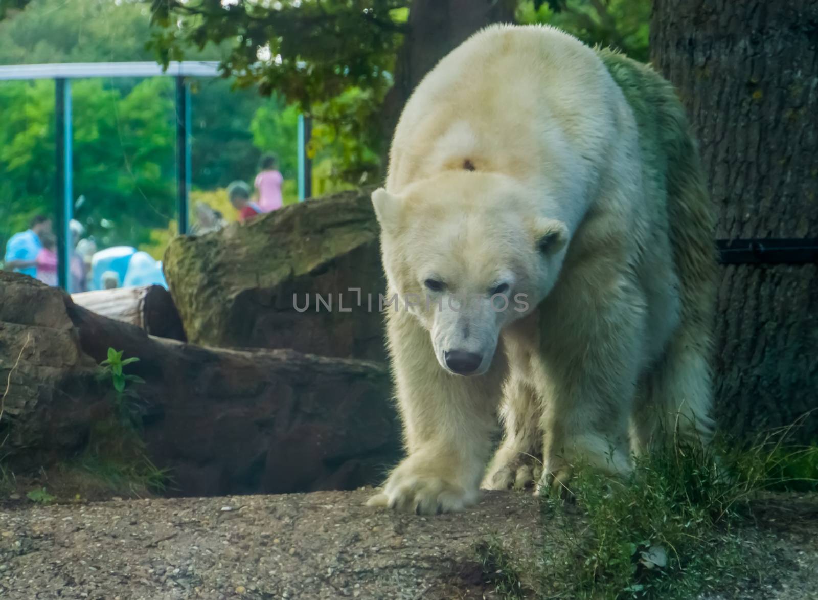 polar bear in closeup, Vulnerable animal specie from the arctic coast, popular zoo animals